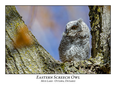 Eastern Screech Owl-018