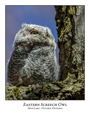 Eastern Screech Owl-019
