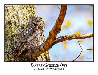 Eastern Screech Owl-020