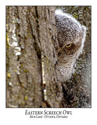 Eastern Screech Owl-025