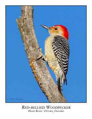 Red-bellied Woodpecker-001