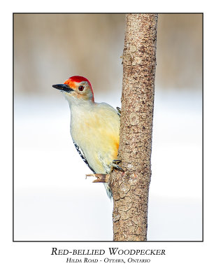 Red-bellied Woodpecker-002