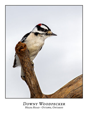 Downy Woodpeckers