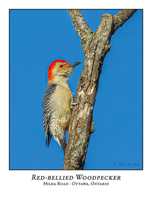 Red-bellied Woodpecker-003