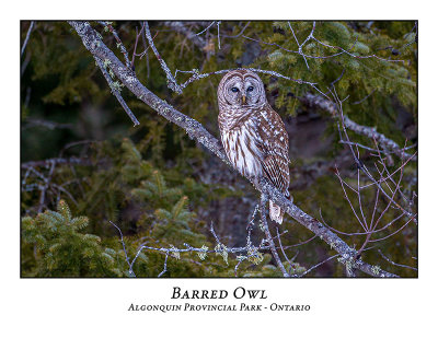 Barred Owl-038
