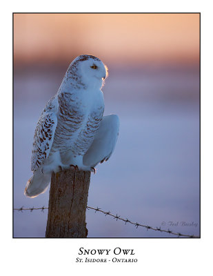Snowy Owl-124