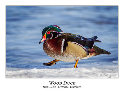Wood Duck-023
