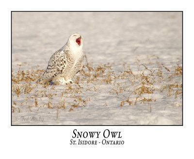 Snowy Owl-125