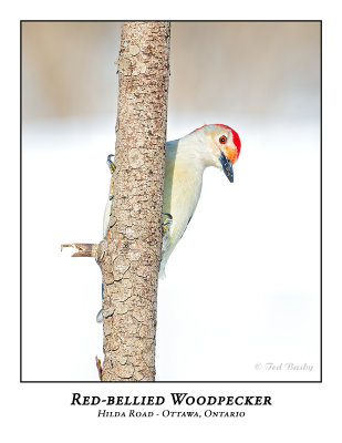Red-bellied Woodpecker-004