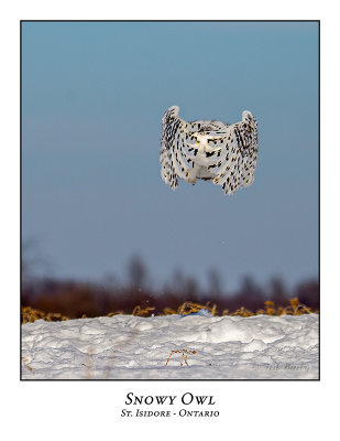 Snowy Owl-126