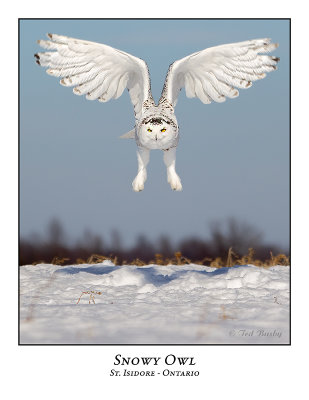 Snowy Owl-127