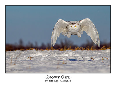 Snowy Owl-128