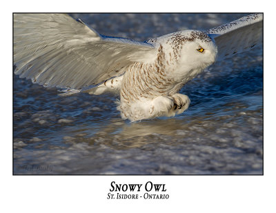 Snowy Owl-129