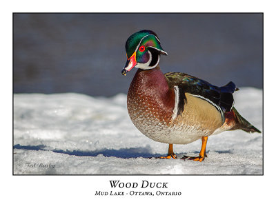 Wood Duck-024