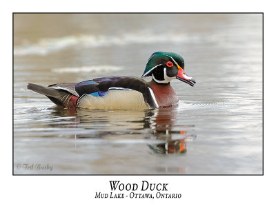 Wood Duck-025