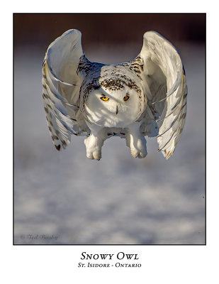 Snowy Owl-130