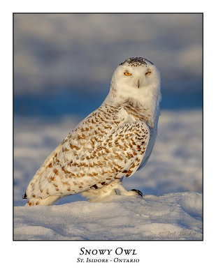 Snowy Owl-131