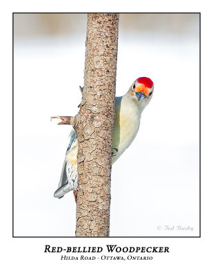 Red-bellied Woodpecker-005