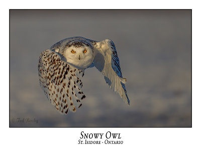 Snowy Owl-132