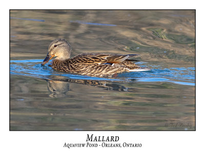 Mallard-019