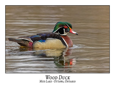 Wood Duck-026