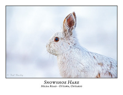 Snowshoe Hare-009