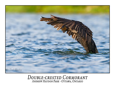 Double-crested Cormorant-015