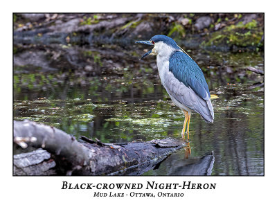 Black-crowned Night-Heron-012