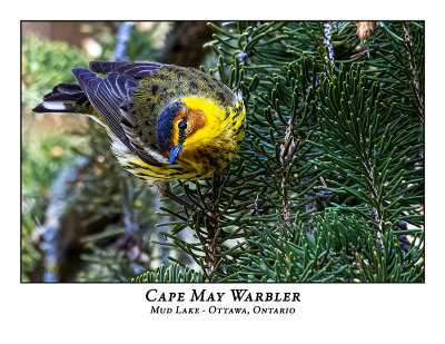 Cape May Warbler-006
