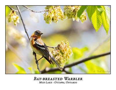 Bay-breasted Warblers