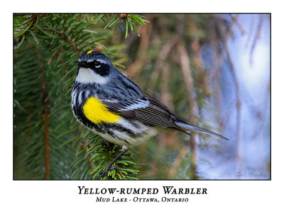 Yellow-rumped Warbler-006