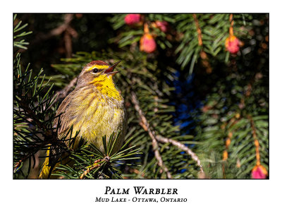 Palm Warbler-003