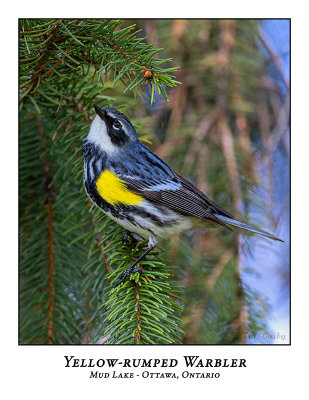 Yellow-rumped Warbler-007