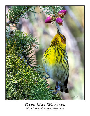 Cape May Warbler-007