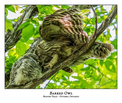 Barred Owl-039