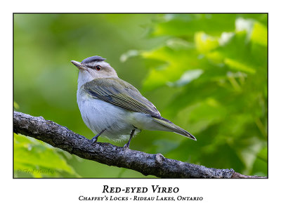 Red-eyed Vireo-006