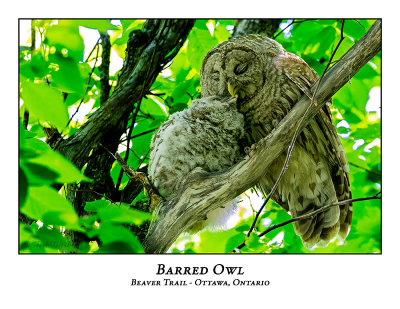 Barred Owl-040