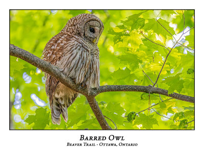 Barred Owl-041