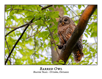 Barred Owl-042