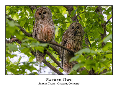 Barred Owl-043