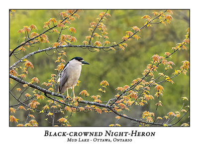 Black-crowned Night-Heron-013