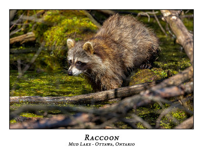 Raccoon-001