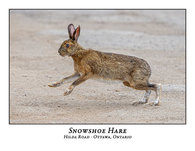 Snowshoe Hare-010