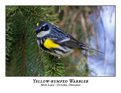 Yellow-rumped Warbler-008