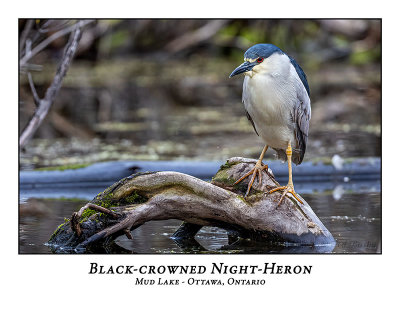 Black-crowned Night-Heron-014