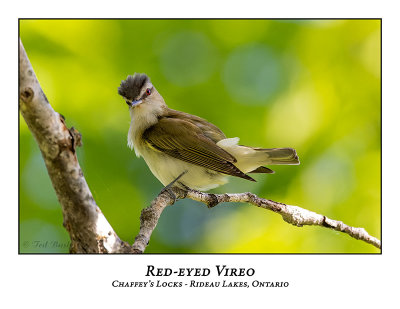 Red-eyed Vireo-007