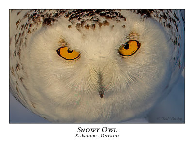 Snowy Owl-133