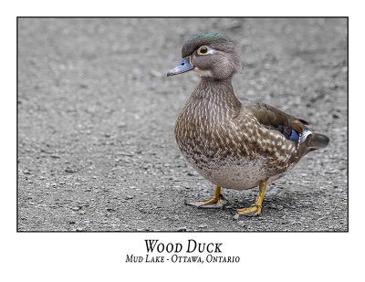 Wood Duck-028
