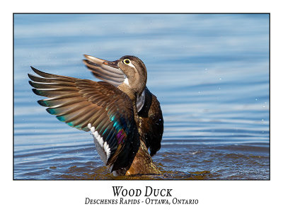 Wood Duck-029
