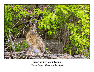 Snowshoe Hare-011